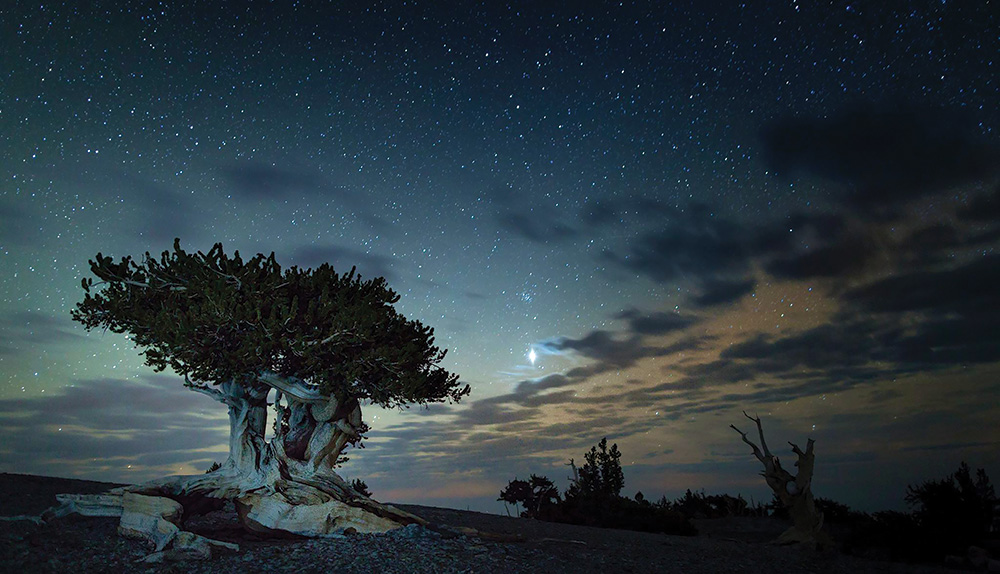 Ancient twisted tree stands under a starry night sky, surrounded by sparse foliage and distant clouds.